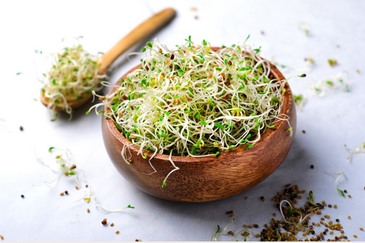 Mikrogrønt vs. Spirer: Hva er Forskjellen? - Mikrohage.no