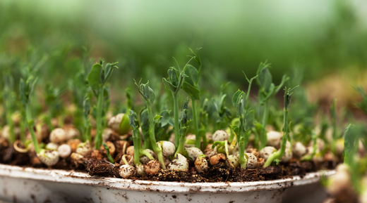 Hvordan Dyrker man Mikrogrønt?