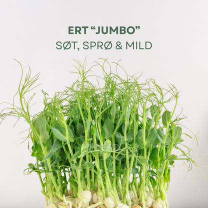 Ert "Jumbo" Mikrogrønt Frø