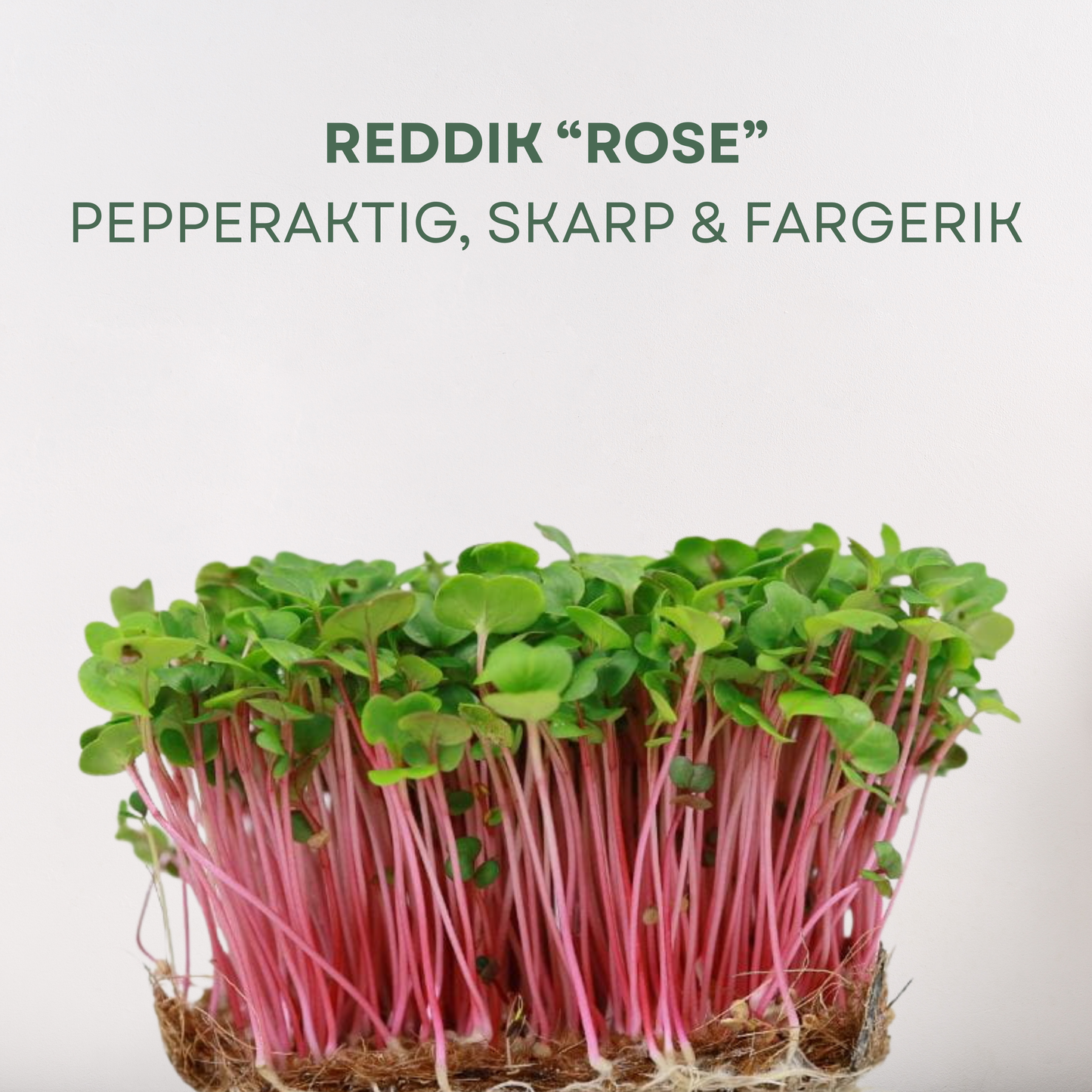 Reddik "Rose" Mikrogrønt Frø