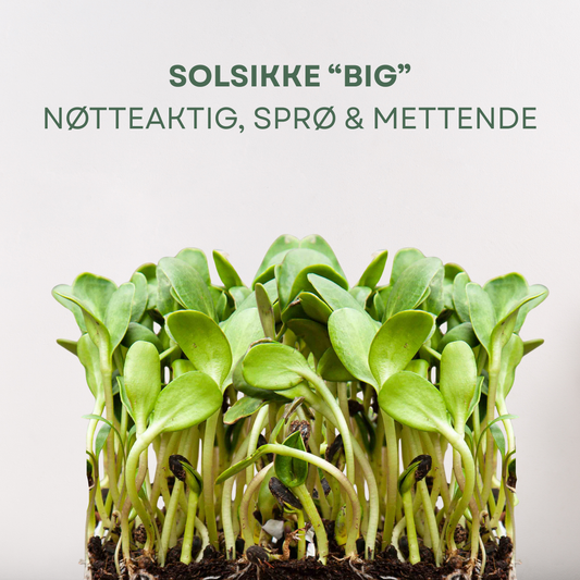 Solsikke "Big" Mikrogrønt Frø