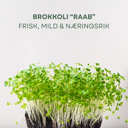 Brokkoli "Raab" Mikrogrønt Frø