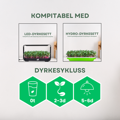 Brokkoli "Raab" Mikrogrønt Frø