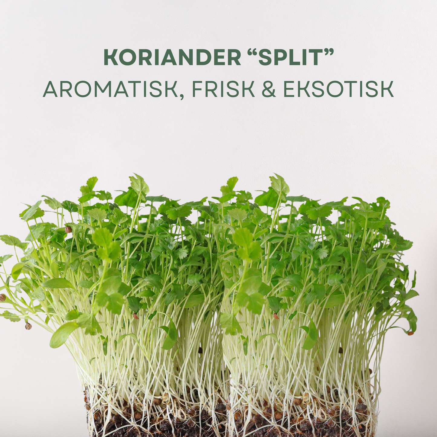 Koriander "SPLIT" Mikrogrønt Frø