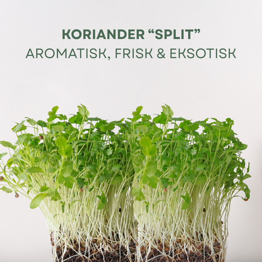 Koriander "SPLIT" Mikrogrønt Frø