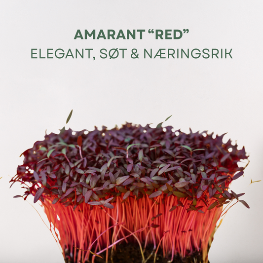 Amarant "RED" Mikrogrønt Frø