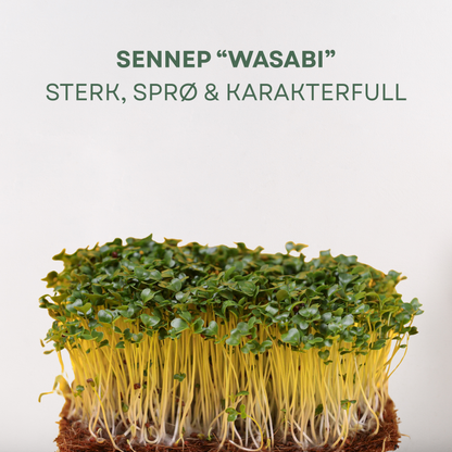 Sennep "WASABI" Mikrogrønt Frø
