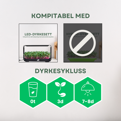 Sennep "WASABI" Mikrogrønt Frø