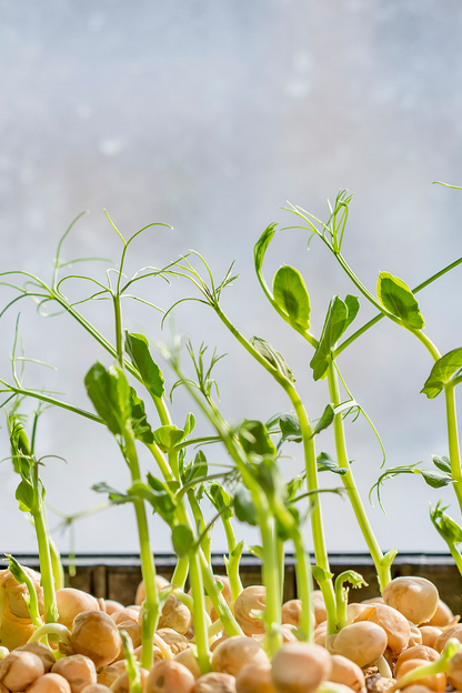 Hydro - Mikrogrønt Dyrkesett